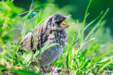 Wall Mural - funny little bird the Blackbird is sitting in the green grass in the Park and sings a plaintive opening your mouth