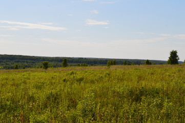 landscape with wheat field and blue sky