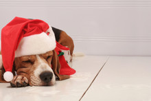 Lovely Little Hound Dog Wearing A Santa Hat Sleeping On A White Floor