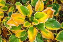 Autumn Background Of Yellow Green Plant In The Garden