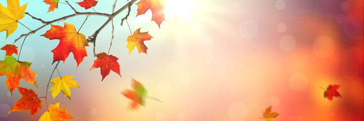 Autumn Background banner with Colorful Falling Leaves And Sunlight