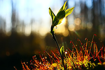 spring greens background, abstract blurred nature beautiful pictures, green shoots