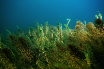 night underwater landscape / diving at night in fresh water, green algae, clear fresh water at night in the lake