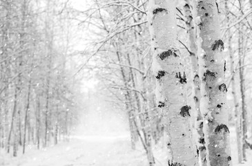 Wall Mural - Winter landscape with snowy birch trees in the park