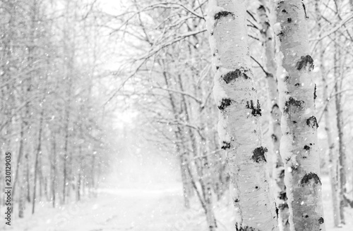 Fotomural Winter landscape with snowy birch trees in the park