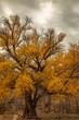 Golden cottonwood tree with black trunk in autumn under cloudy sky