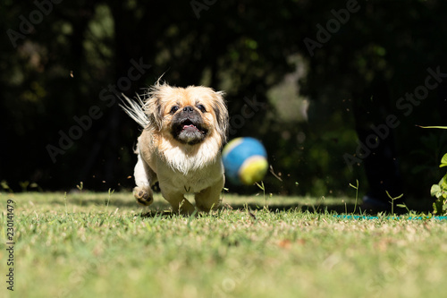 Fotografie, Obraz Pekingese chasing and playing with a ball outside