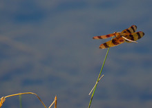 A Halloween Pennant Dragonfly Over A Florida Pond