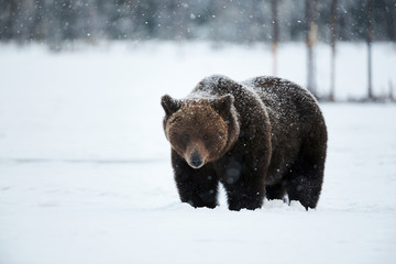 Wall Mural - brown bear in the snow