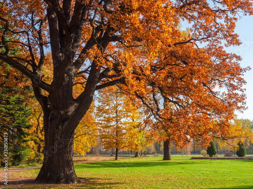 Foto-Schiebegardine mit Schienensystem - Autumn oak. A big tree. Golden leaves. Nature in the fall. (von Grispb)