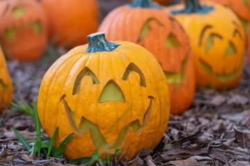 smiling pumpkin sitting in pumpkin patch on fall leaves