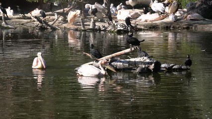 Pelicans swimming in pond and relaxing enjoying time