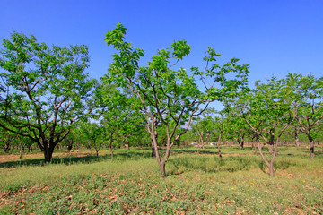 pieces of chestnut trees in a forest