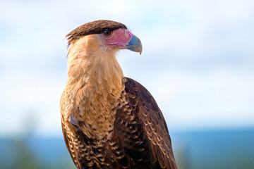 Caracara