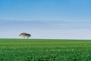 Wall Mural - Two trees on the distant horizon with green field of crops in the foreground. Minimal farmland photo composition.