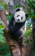 © wusuowei - Cute panda bear climbing tree