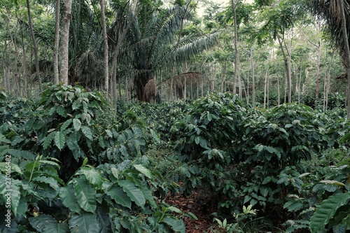buy coffee plantation