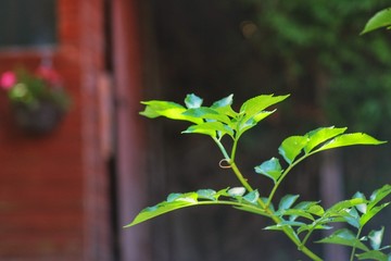  plant in the garden