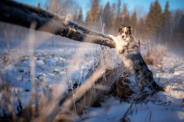 Wall Mural - A beautiful dog of the Border Collie breed stands on its hind legs in winter