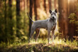 dog breed Thai ridgeback stands in the forest