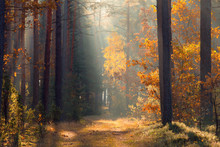 Forest With Sunlight