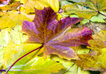 Wall Mural - A lot of yellow and orange bright autumn maple
