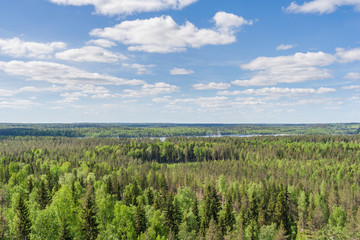 Wall Mural - Many shades of green in the spring forest