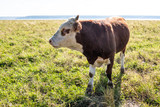 Fototapeta Zwierzęta - Photos of domestic cows that graze in the pasture.