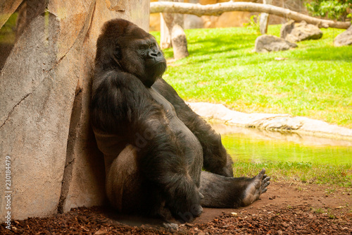 Photo  Gorila Africano Dormido - Toma 1