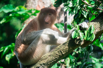 Wall Mural - A proboscis monkey bekantan Nasalis larvatus on a tree while eating the leaves