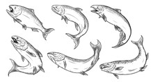 Salmon Art Highly Detailed In Line Art Style.Fish Vector By Hand Drawing.Fish Tattoo On White Background.Black And White Fish Vector On White Background.Salmon Fish Sketch For Coloring Book.
