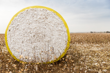 Poster - Round cotton bale in a field in Greece