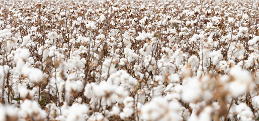 Wall Mural - Cotton field during harvesting season in Greece