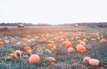field with orange pumpkins on the background of the road with cars, squash