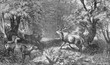 © acrogame - Two stags fighting, wildlife scene, vintage engraving