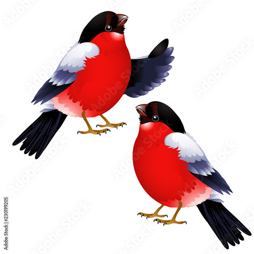 Cuadros en Lienzo Two bullfinch isolated on white background