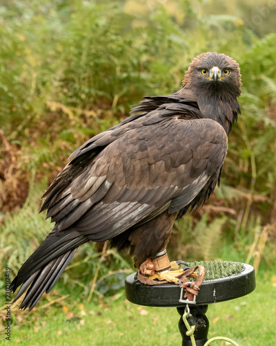 This Golden Eagle In Part Of A Breeding Conservation