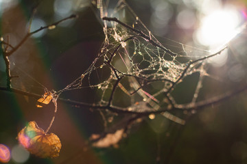 spider on the web
