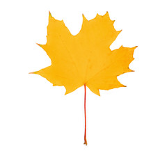 Canvas Print - maple leaf bright on white background