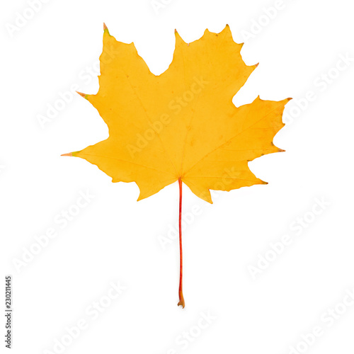 maple leaf bright on white background
