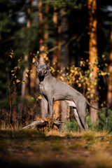 Wall Mural - Thai Ridgeback dog stands on two legs on the forest