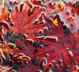 A wallpaper of red autumn leaves