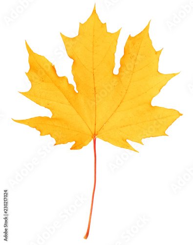 yellow maple leaf bright on white background