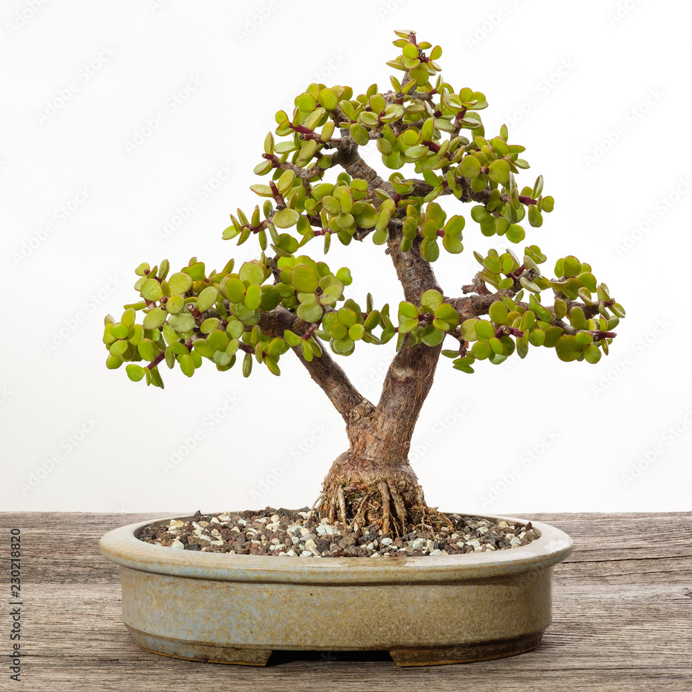 Bonsai Baum Jadebaum (Portulacaria afra) Stock Photo | Adobe Stock