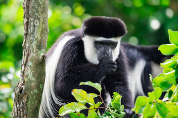 Wall Mural - Black-and-white colobuses colobus monkey thumb sucking and curious and observing while sitting on a tree