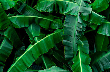Wall Mural - banana green leaves texture background. banana leaf in tropical forest. green leaves with beautiful 