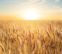 Closeup Summer Wheat Field At The Sunset