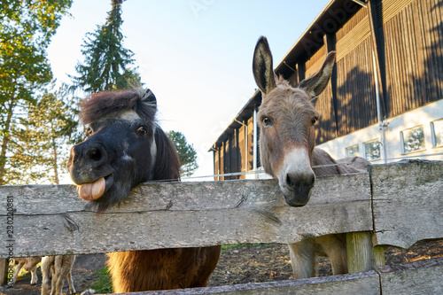 Fotografie, Obraz Pony und Esel schauen gemeinsam über den Weidenzaun auf einem Bauernhof