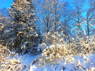 snow-covered pines, winter forest