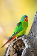 Poster - The swift parrot (Lathamus discolor) sitting in the hollow trunk with a yellow background. Green parrot near the cavity.